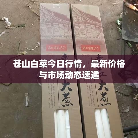 蒼山白菜今日行情，最新價(jià)格與市場動態(tài)速遞
