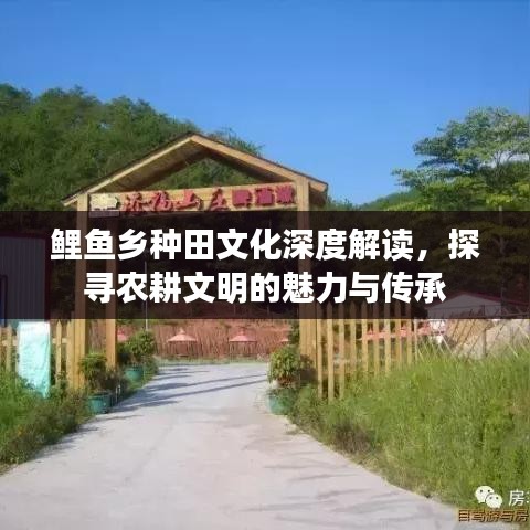 鯉魚鄉(xiāng)種田文化深度解讀，探尋農(nóng)耕文明的魅力與傳承
