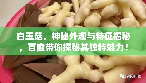 白玉菇，神秘外觀與特征揭秘，百度帶你探秘其獨特魅力！