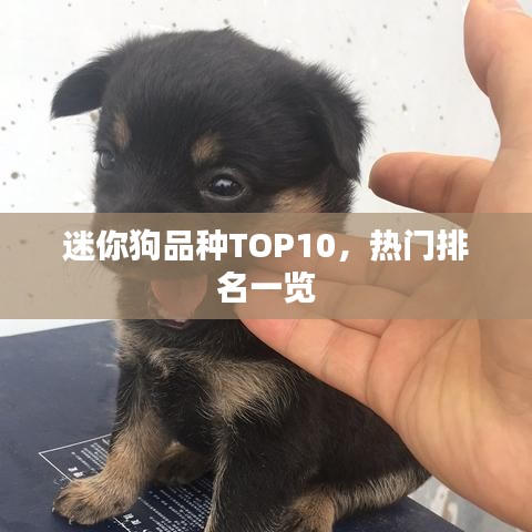 迷你狗品種TOP10，熱門排名一覽