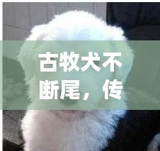古牧犬不斷尾，傳統(tǒng)與文化的完美交融