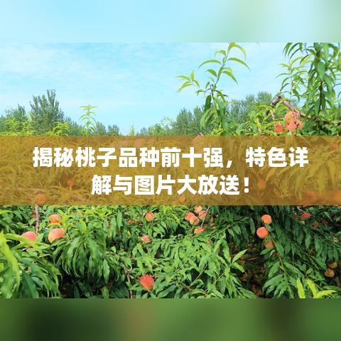 揭秘桃子品種前十強，特色詳解與圖片大放送！