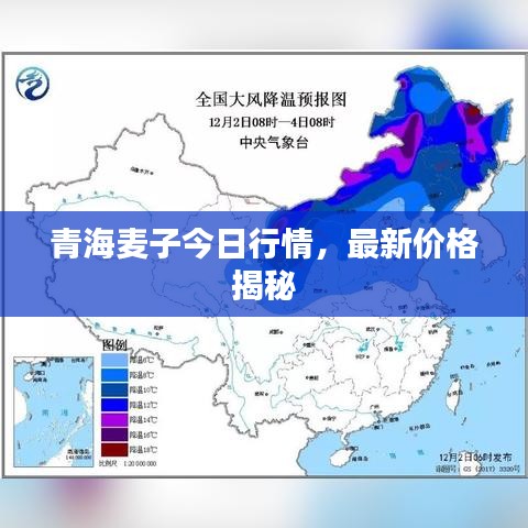 青海麥子今日行情，最新價(jià)格揭秘