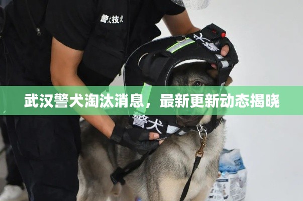 武漢警犬淘汰消息，最新更新動(dòng)態(tài)揭曉