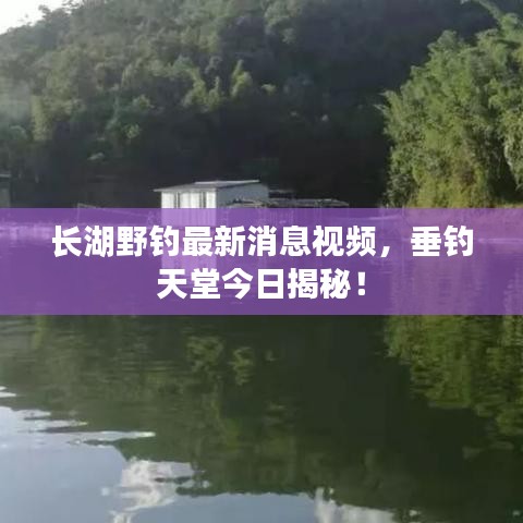長(zhǎng)湖野釣最新消息視頻，垂釣天堂今日揭秘！