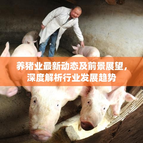 養(yǎng)豬業(yè)最新動(dòng)態(tài)及前景展望，深度解析行業(yè)發(fā)展趨勢(shì)