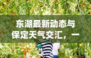 東湖最新動(dòng)態(tài)與保定天氣交匯，一網(wǎng)打盡的關(guān)鍵信息
