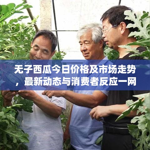 無子西瓜今日價格及市場走勢，最新動態(tài)與消費者反應(yīng)一網(wǎng)打盡