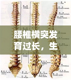 腰椎橫突發(fā)育過長，生理現(xiàn)象深度解析