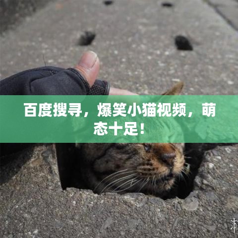 百度搜尋，爆笑小貓視頻，萌態(tài)十足！