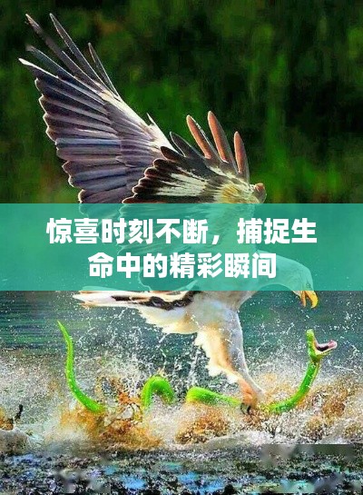 驚喜時(shí)刻不斷，捕捉生命中的精彩瞬間