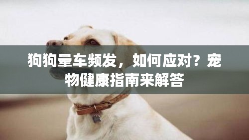 狗狗暈車頻發(fā)，如何應對？寵物健康指南來解答