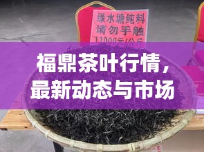 福鼎茶葉行情，最新動態(tài)與市場走勢分析