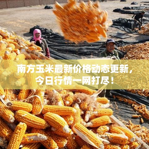 南方玉米最新價(jià)格動(dòng)態(tài)更新，今日行情一網(wǎng)打盡！