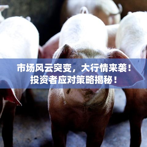 市場風(fēng)云突變，大行情來襲！投資者應(yīng)對策略揭秘！