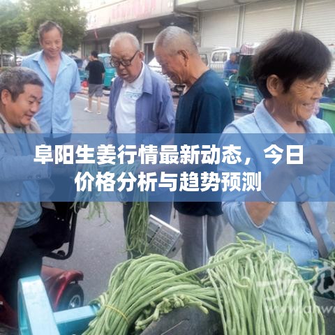 阜陽生姜行情最新動(dòng)態(tài)，今日價(jià)格分析與趨勢預(yù)測
