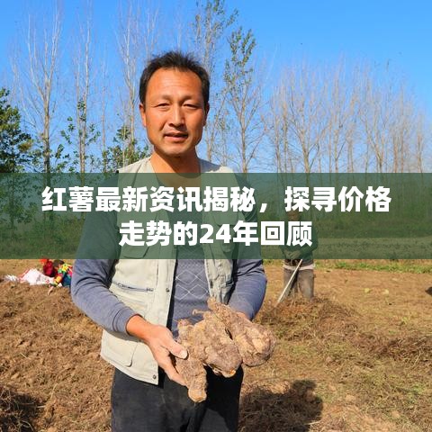 紅薯最新資訊揭秘，探尋價格走勢的24年回顧