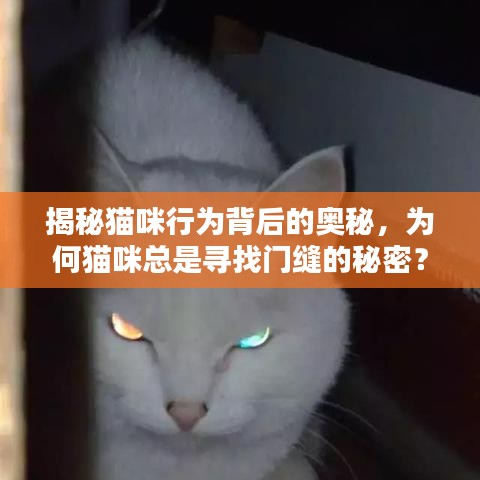 揭秘貓咪行為背后的奧秘，為何貓咪總是尋找門縫的秘密？