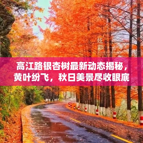 高江路銀杏樹最新動態(tài)揭秘，黃葉紛飛，秋日美景盡收眼底