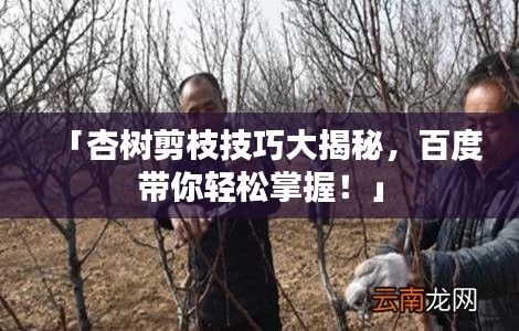 「杏樹剪枝技巧大揭秘，百度帶你輕松掌握！」