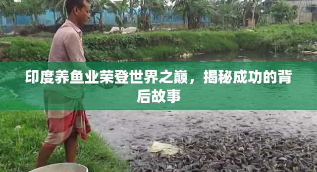 印度養(yǎng)魚業(yè)榮登世界之巔，揭秘成功的背后故事