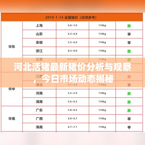 河北活豬最新豬價(jià)分析與觀察，今日市場動(dòng)態(tài)揭秘