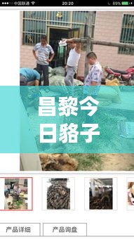 昌黎今日貉子皮價格行情更新