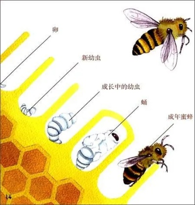 中華蜜蜂官方下載,科學(xué)分析解析說明|標(biāo)準(zhǔn)版_v2.793