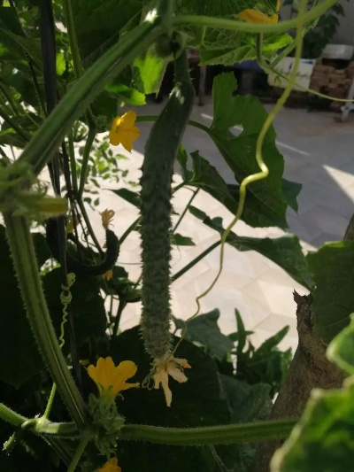 黃瓜ios官方下載跟5s適合哪個(gè)版本,實(shí)地研究解釋定義 豪華款_v9.633